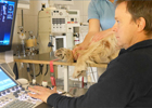 Kundenbild klein 2 Tiergesundheitszentrum Obere Hard Fachtierarzt für Innere Medizin-Kardiologie