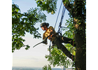 Kundenbild groß 1 Baumdienst Siebengebirge GmbH & Co.KG