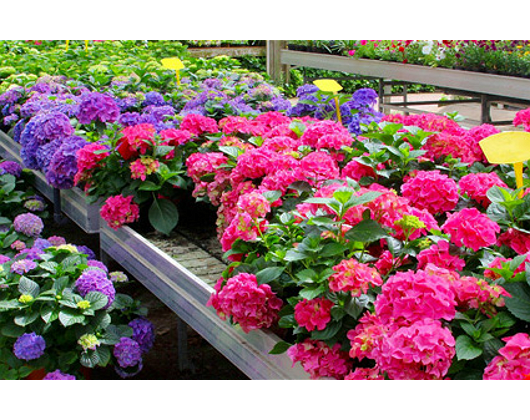 Kundenfoto 1 Blumen Bauer